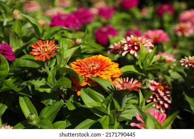 Zinnia-Blüten mit orangefarbener Mittelblüte, der Rest der Blüten ist lila.