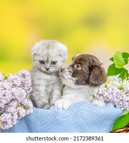 El cachorro de Yorkshire terrier y el pequeño gatito se sientan juntos dentro de una canasta entre flores lilas.