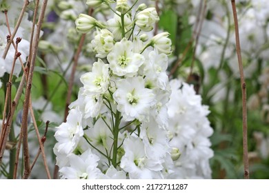 デルフィニウム「ガーディアンホワイト」の花。