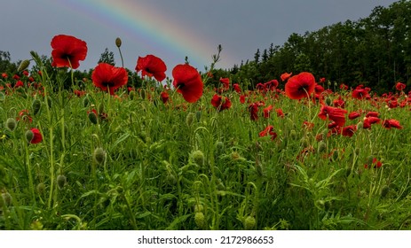 Rainbow and red poppy field after rain.