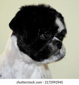 Un shih tzu con un abrigo corto blanco y negro. el cortejo cuidado de perros corte de pelo corto de shih tzu. vista lateral