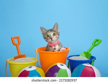 Gatito Tabby Calico que sobresale de un cubo de arena naranja con arena para gatos en cubos con palas, pequeñas pelotas de playa de colores. Fondo azul.