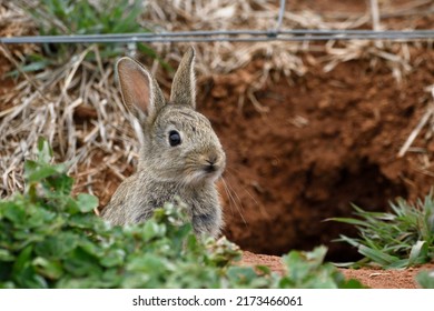 A wild baby European Rabbit (scientific name: Oryctolagus cuniculus) at the entrance to its burrow in Canberra (facing camera).