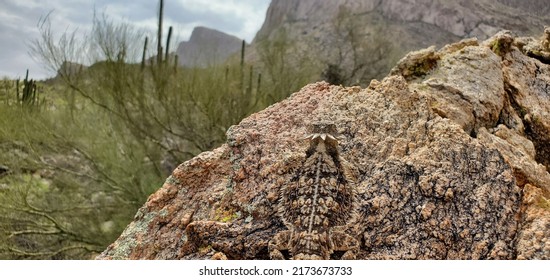 Kadal bertanduk agung dewasa yang cantik, Phrynosoma solare, berjemur di atas batu di Gurun Sonoran sambil menikmati pemandangan pegunungan dan kaktus di sepanjang jalur Linda Vista di Lembah Oro, Arizona, AS.