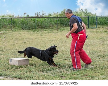 joven rottweiler entrenando para el deporte de protección y la policía