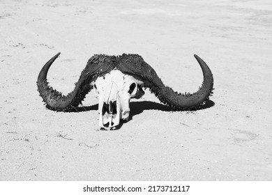 skull of dead cape buffalo on sand in the sun