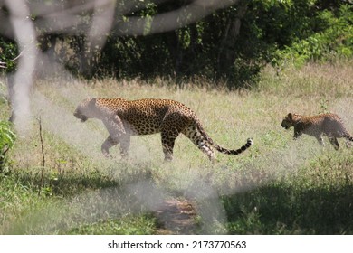 Eine Leopardenmutter geht mit ihrem Jungen spazieren
