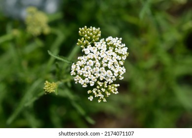マウンテン ヤロウの白い花 - ラテン名 - アキレア コリーナ