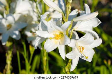 Weiße Lilie (Lilium Candidum) von der Sonne beleuchtet. Nahaufnahmefoto.