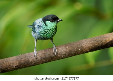 Zwartkaptangare - Stilpnia heinei blauwe neotropische vogel in Thraupidae, leeft in de bergen van Ecuador, Colombia en Venezuela in open landschappen van subtropische of tropische vochtige bergbossen.