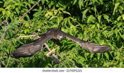 A juvenile Red-Tailed Hawk in a Ravine within Toronto.