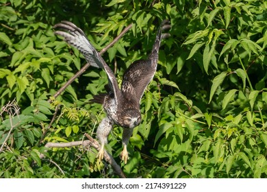 A juvenile Red-Tailed Hawk in a Ravine within Toronto.