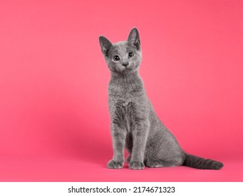 Leuk nieuwsgierig Russisch blauw kattenkatje, zittend opzij. Op zoek naar camera met schattige hoofd kanteling. Geïsoleerd op watermeloen roze achtergrond.