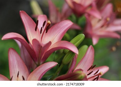 Bó hoa loa kèn lớn. Lilium thuộc họ Hoa môi (Liliaceae). Nở hoa Lily hồng dịu dàng. Màu hồng Stargazer hoa Lily nền. Cận cảnh hoa loa kèn màu tím và những tán lá xanh. Mùa hè