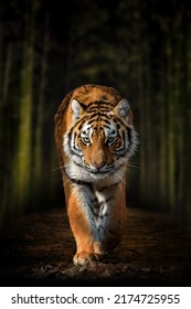 Cierra el tigre siberiano caminando por la carretera a través del bosque oscuro