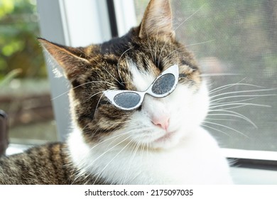 サングラスをかけたかわいい猫のソフトフォーカスポートレート、トレンディな動物の背景