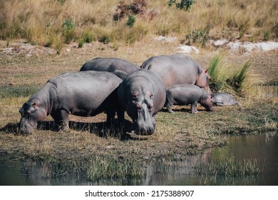 Hipopótamo en el parque safari nacional Kruger en Sudáfrica
