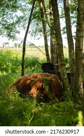Schotse Hooglanders kalveren in weide bos. Harige, schattige, pluizige, mooie baby bergkoe in de wei op zoek naar een schaduw. Dieren die gras kauwen en rusten. Zomerseizoen
