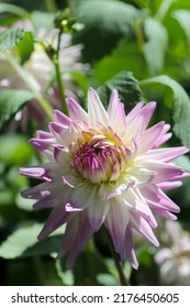 Blühende rosa und weiße Mischung farbiger Dahlia Flowerhead, Nahaufnahme Makrofotografie.