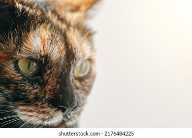 Muzzle of a cute green-eyed kitten in profile. Cat with a black nose and light cheeks. Pet in bright daylight. Theme of domestic animals in close-up.