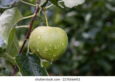 Verse biologische groene appels aan de boom met regendruppels