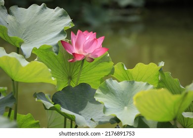 Der Lotus im Lotusteich