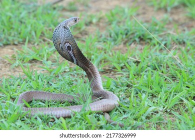 Kobra India, juga dikenal sebagai kobra berkacamata, kobra Asia, atau kobra binoselata, adalah spesies dari genus Naja yang ditemukan di India, Pakistan, Bangladesh, Sri Lanka.