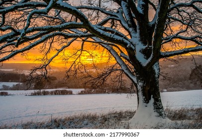 Sebuah pohon dengan latar belakang matahari terbenam musim dingin. Adegan matahari terbenam musim dingin. Pohon saat matahari terbenam musim dingin. Pohon matahari terbenam di pemandangan salju musim dingin