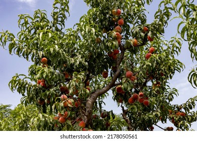 Peach tree full of ripe peaches closeup view