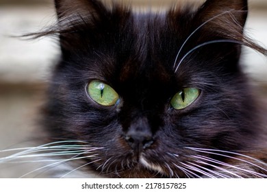 美しい緑の目をした黒猫のポートレート。猫は休んでいて、リラックスしてカメラを見て、前方に見える。国内のペットを愛し、世話をし、黒い色の動物についての迷信。全国的な黒猫の日