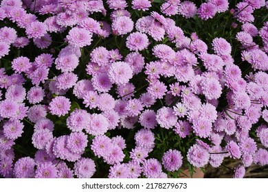 Argyranthemum frutescens、パリ デイジー、マルグリットまたはマルグリット デイジーとして知られるサマー メロディーは、その花で知られる多年生植物です。キク科。