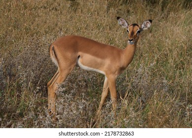 Schwarzfersenantilope - Impala - Aepyceros melampus