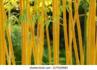 Der selektive Fokus von Phyllostachys aurea ist eine Staude, die manchmal auch als Fischstange oder Laufbambus bezeichnet wird, schöne gelbgoldene Bambusstämme im Garten, Naturhintergrund.