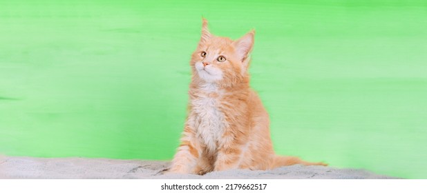 Kat Kopie Ruimte Achtergrond In Lichtgroene Kleur Kleur. Jonge Rode Maine Coon Kitten Kat Zittend Op De Bank. Coon kat, Maine kat, Maine shag. Geweldig huisdieren huisdier. Portret Op Achtergrond. Panoramisch Panoramisch Uitzicht