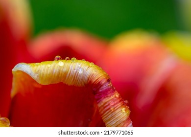 Blühende rote Tulpenblume mit Wassertropfen an einem sonnigen Tag Makrofotografie. Frische blühende Pflanze mit Regentropfen auf leuchtend roten Blütenblättern im Frühling, Nahaufnahmefoto.