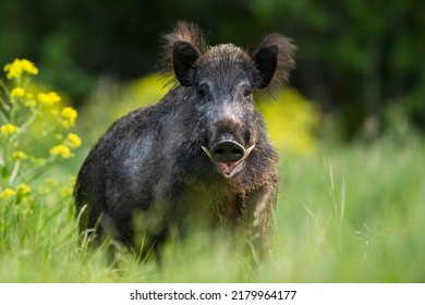 Babi hutan jantan besar dengan gading di pemandangan musim panas