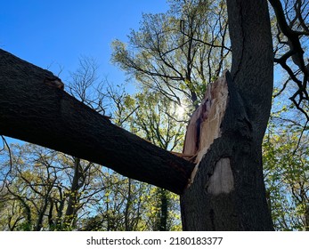 Árbol roto después de la tormenta en Alemania