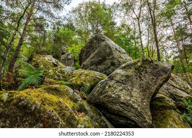 Específico paisaje con rocas y bosque en el bosque de Fontainebleau a 60 km de París, Francia.