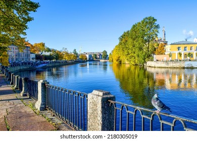 On the autumn embankment of the river in St. Petersburg. Pigeon on autumn city river embankment. Autumn river in Saint Petersburg, Russia. Autumn Fontanka river