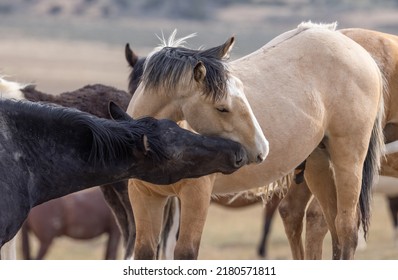 Ngựa hoang vào mùa xuân trên sa mạc Utah