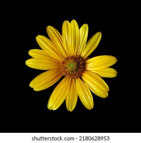 Bunga daisy kuning diisolasi pada warna hitam. close-up chamomile kuning. Pandangan atas
