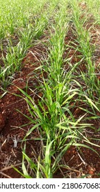 Weizenanbau im Pinnenstadium und Geburt grüner Sämlinge in Reihen in ländlicher Zora