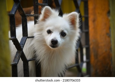 Schattige witte Indiase spitshond die vanaf de poort naar buiten kijkt. viervoetige vrienden