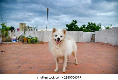 Het leuke Witte Indische Spitz Hond Stellen Stock Afbeelding. Honden Fotografie.