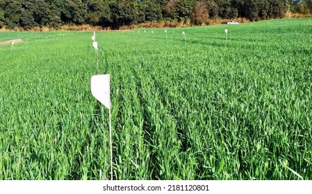 Weizenanbau im Pinnenstadium und Geburt grüner Sämlinge in Reihen in ländlicher Zora
