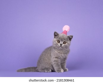 Lindo gatito gato británico de pelo corto tortie azul, con sombrero de cumpleaños rosa. Mirando directamente a la cámara. aislado en un fondo morado lila.