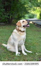 Zit op straat voor een wandeling hond volbloed Labrador Retriever van beige vachtkleur