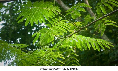 Luz de fondo de hojas verdes en las ramas