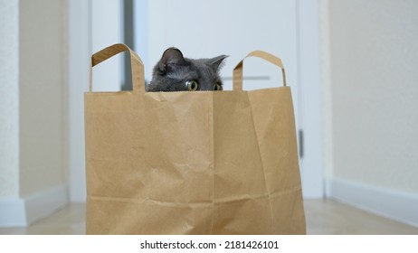 紙袋から黄色い猫の目がのぞく。スーパーの袋の中に隠れた面白い猫。灰色の猫がバッグに座って、じっと見ています。パッケージから見える灰色の猫の銃口