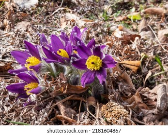 紫色の春の花オキナグサ (Pulsatilla x gayeri Simonk.) の美しいグループのクローズ アップ ショットは、春先に花壇に現れる乾燥した葉に囲まれた黄色の中心を持つ